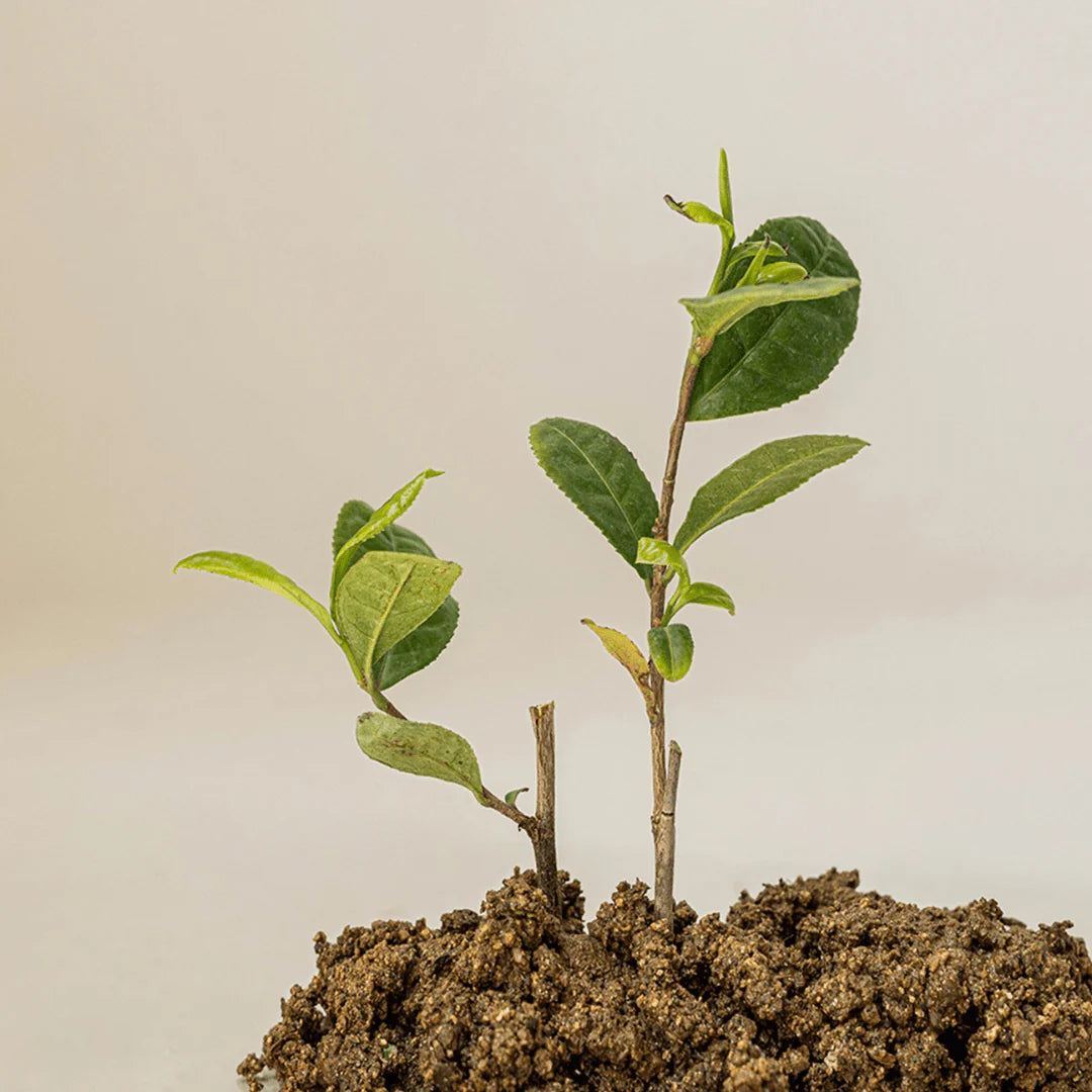 BEAUTY OF JOSEON Suero Calmante : Té verde + Pantenol